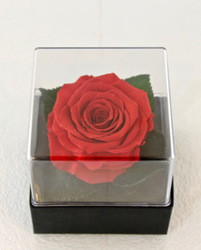 Infinity Rose - Red Flower Power, Florist Davenport FL